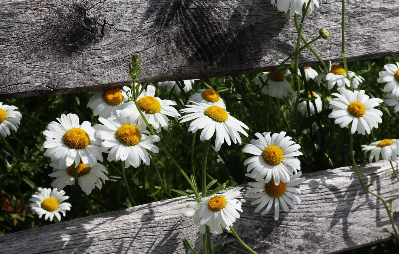 Photo wallpaper flowers, the fence, chamomile