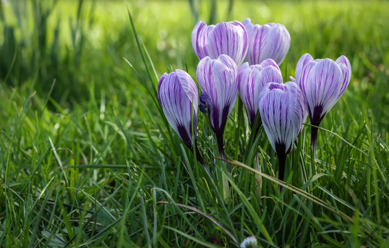 Photo wallpaper greens, grass, flowers, glade, spring, crocuses, buds, striped