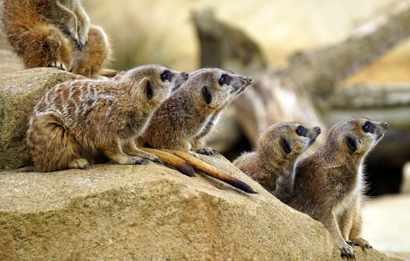 Photo wallpaper stones, animal, meerkats, animals, zoo, zoo, mammal, Mammals