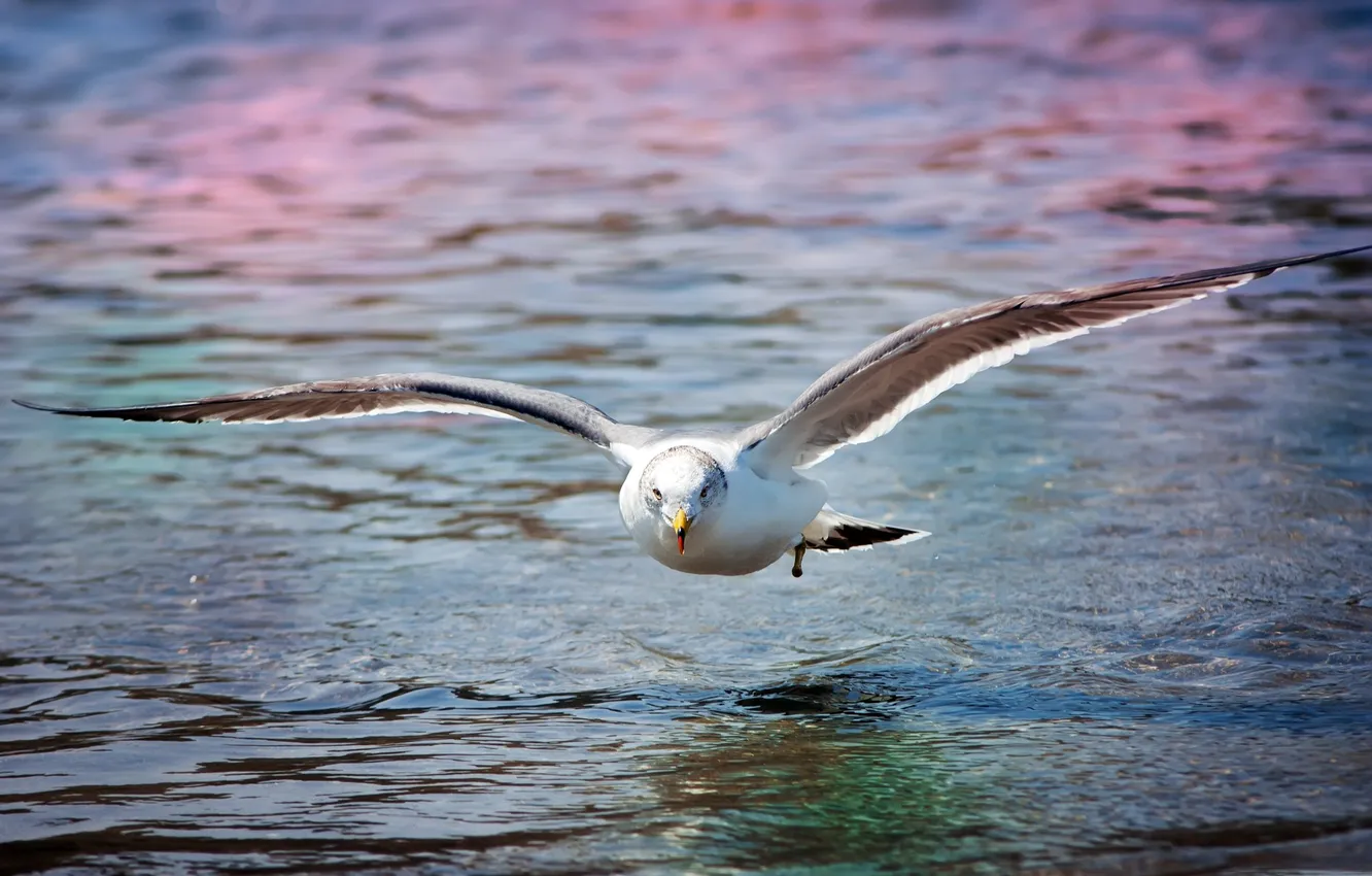 Photo wallpaper sea, surface, bird, seagulls