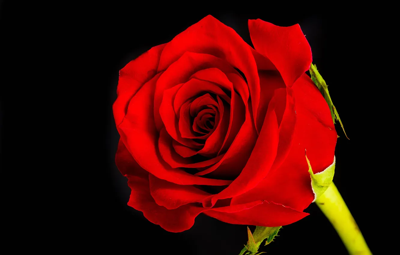 Photo wallpaper flowers, roses, petals, buds