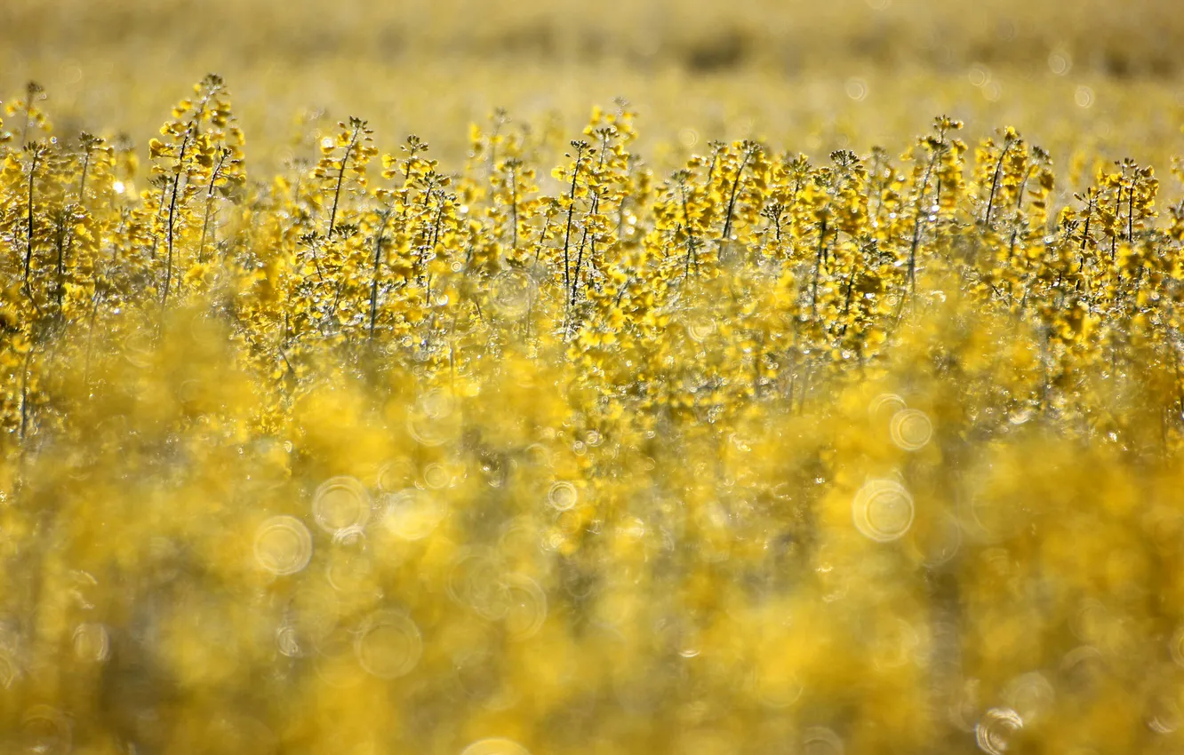 Photo wallpaper yellow, focus, blur, rape, Cvity