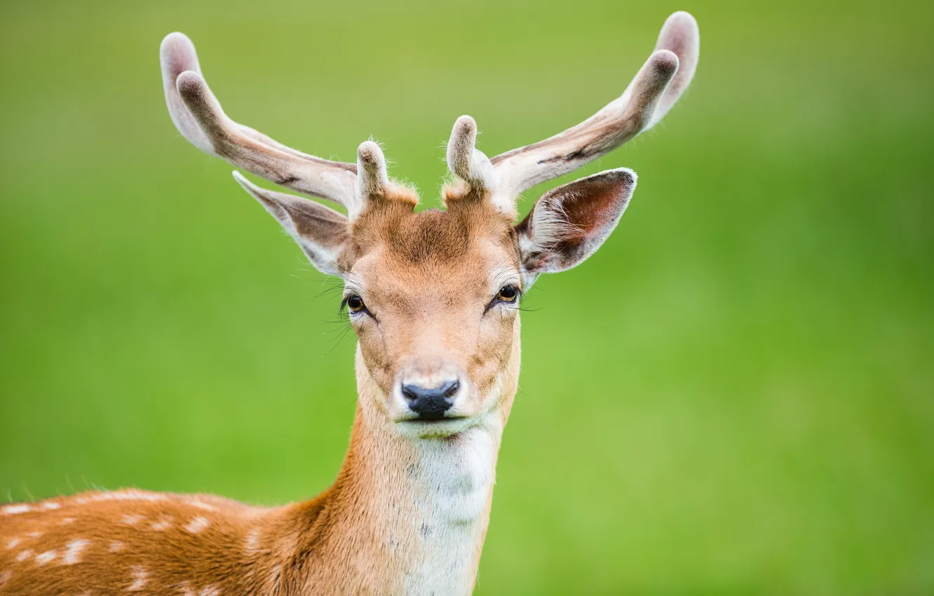 Photo wallpaper nature, background, deer