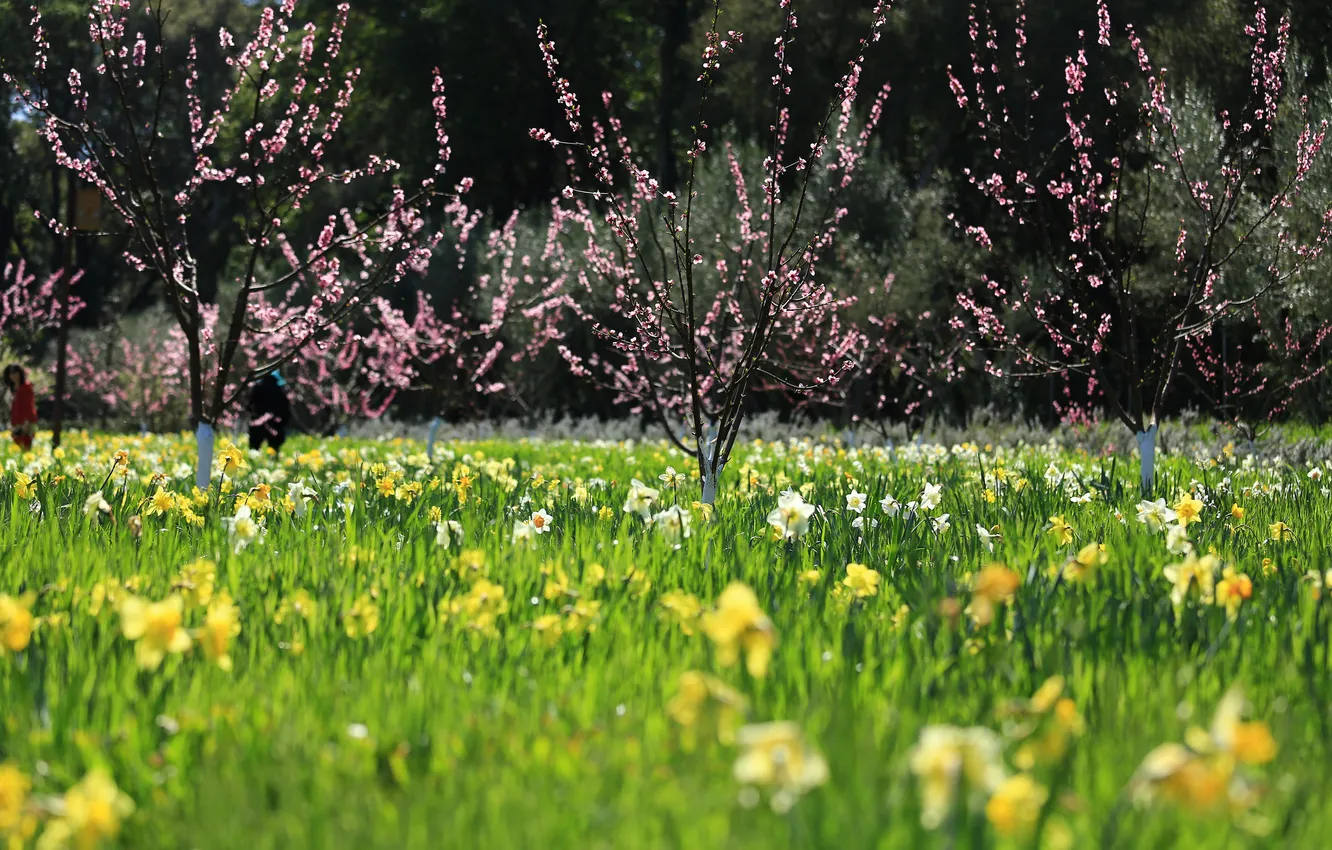 Photo wallpaper trees, flowers, spring, cherry, blooming, daffodils