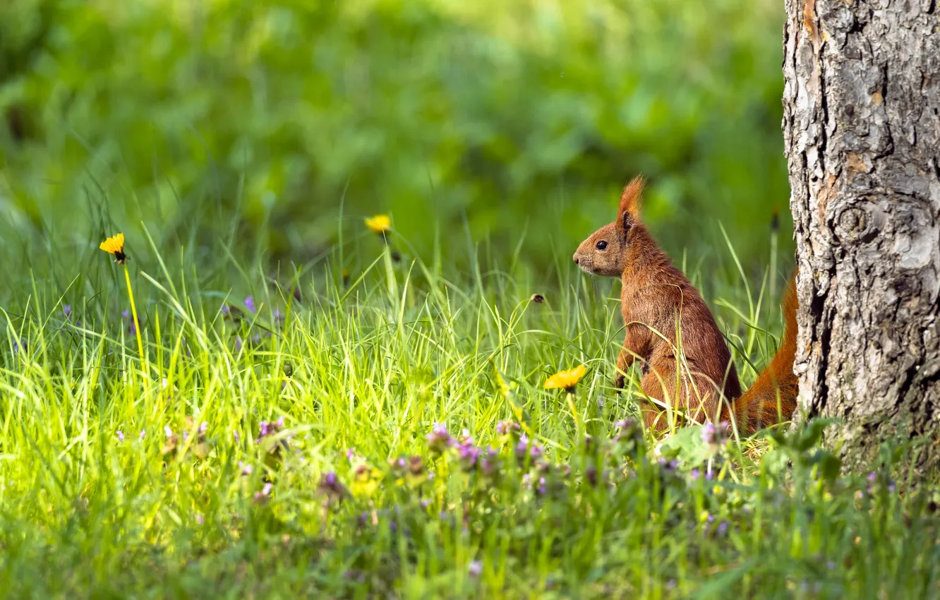 Photo wallpaper greens, grass, trees, flowers, dandelion, glade, protein, red