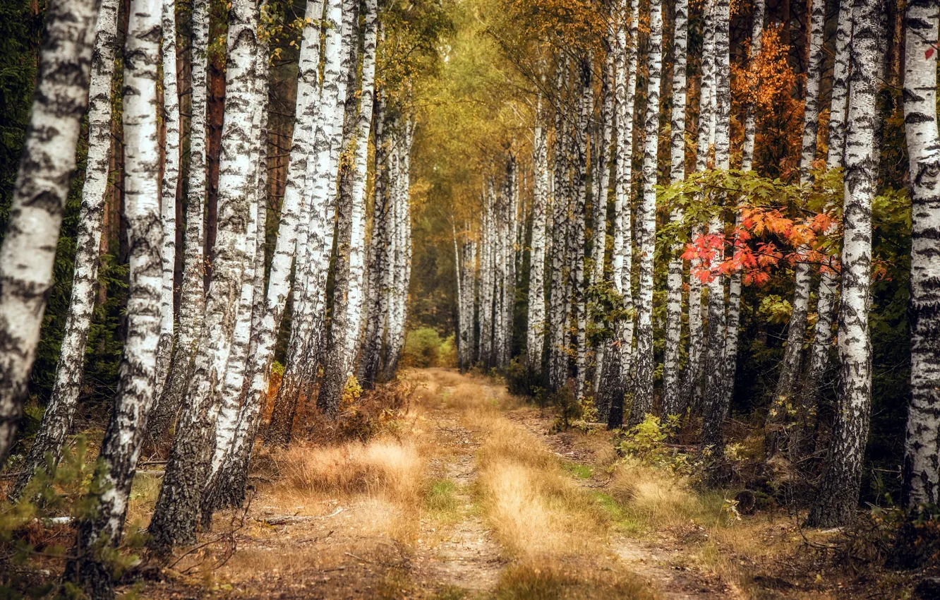 Photo wallpaper autumn, nature, birch, grove