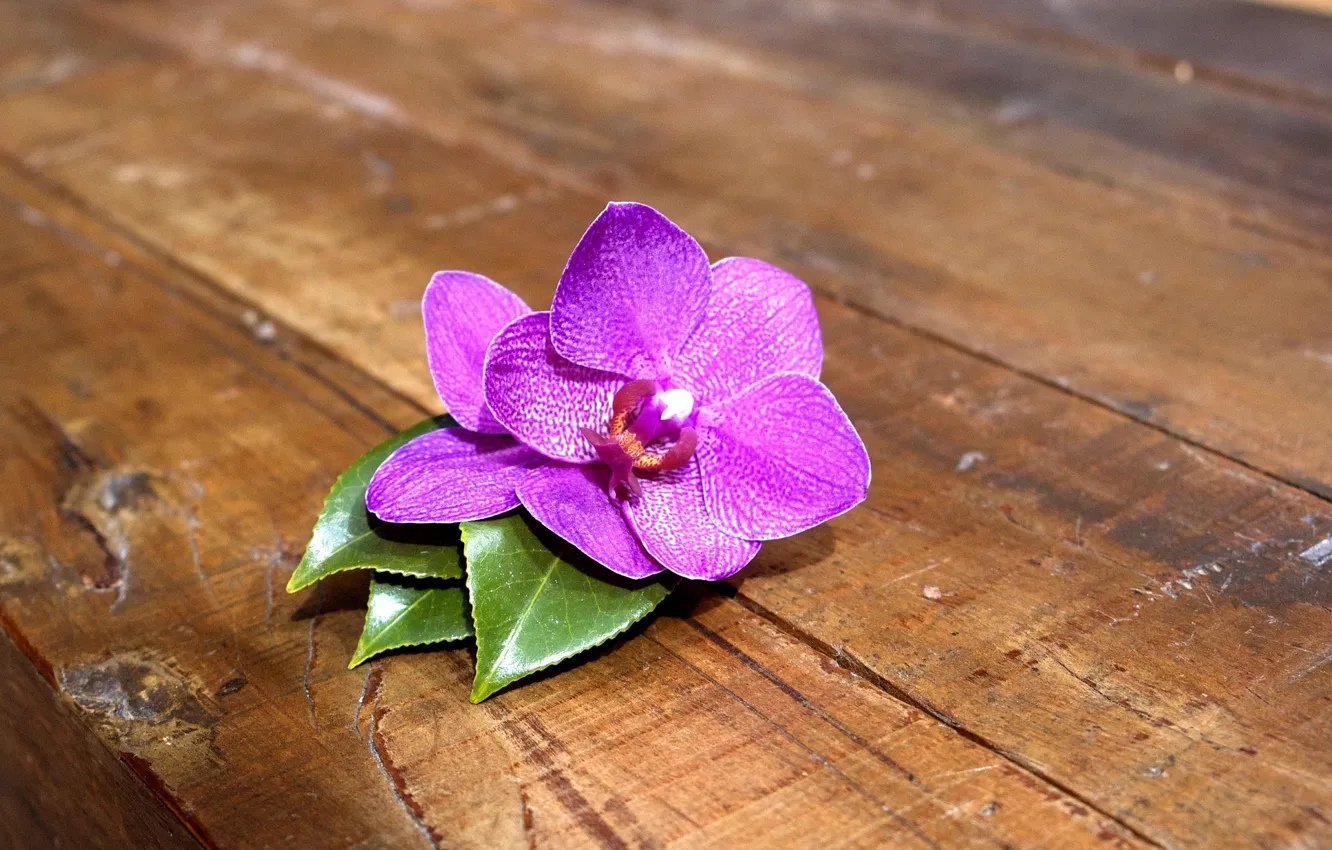 Photo wallpaper flower, pink, Board, Orchid