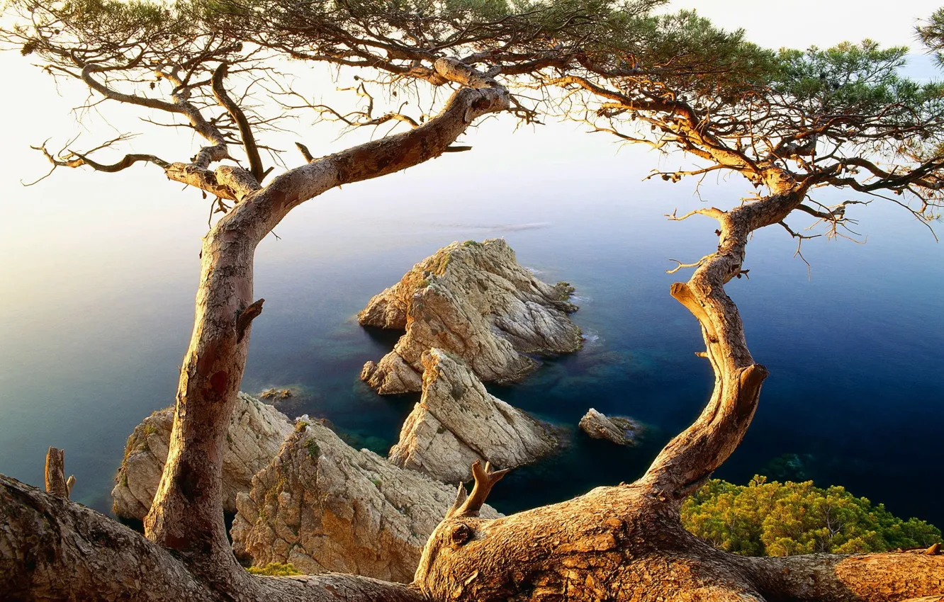 Photo wallpaper Water, Rocks, Trees