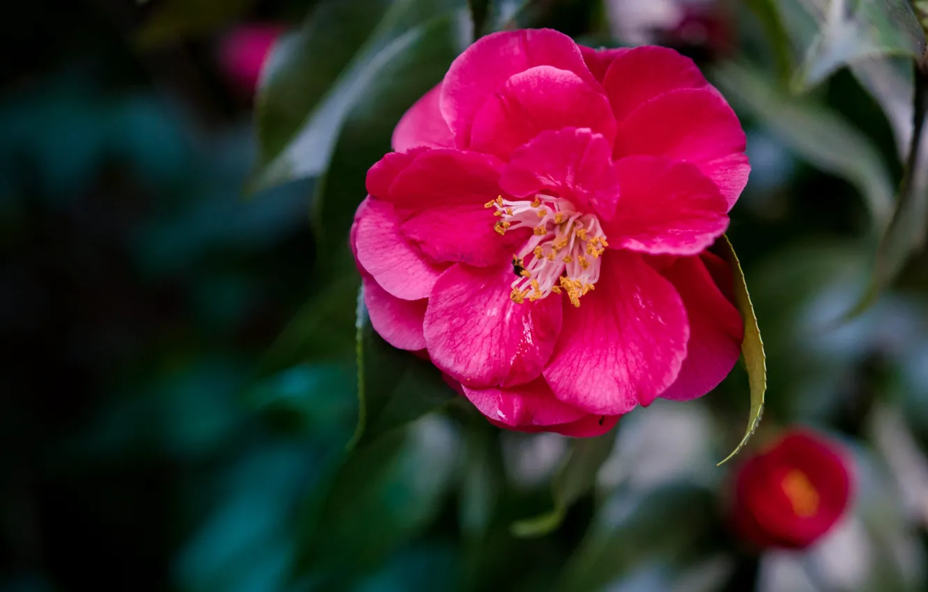 Photo wallpaper leaves, flowers, red, Camellia