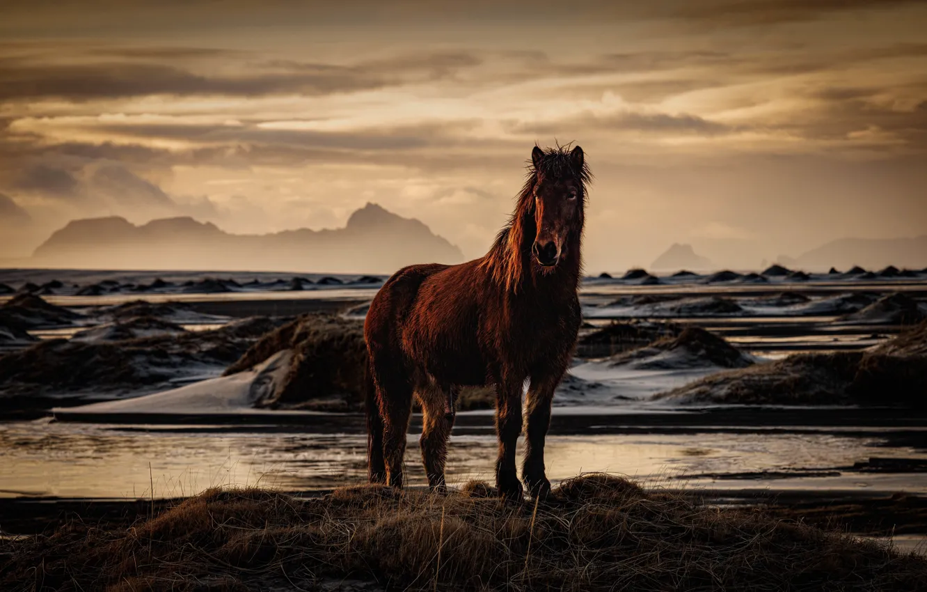 Photo wallpaper mountains, horse, horse, Iceland, pond