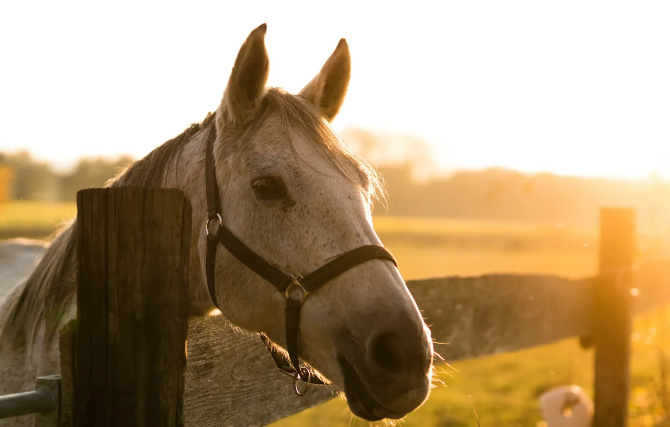 Photo wallpaper light, horse, the fence