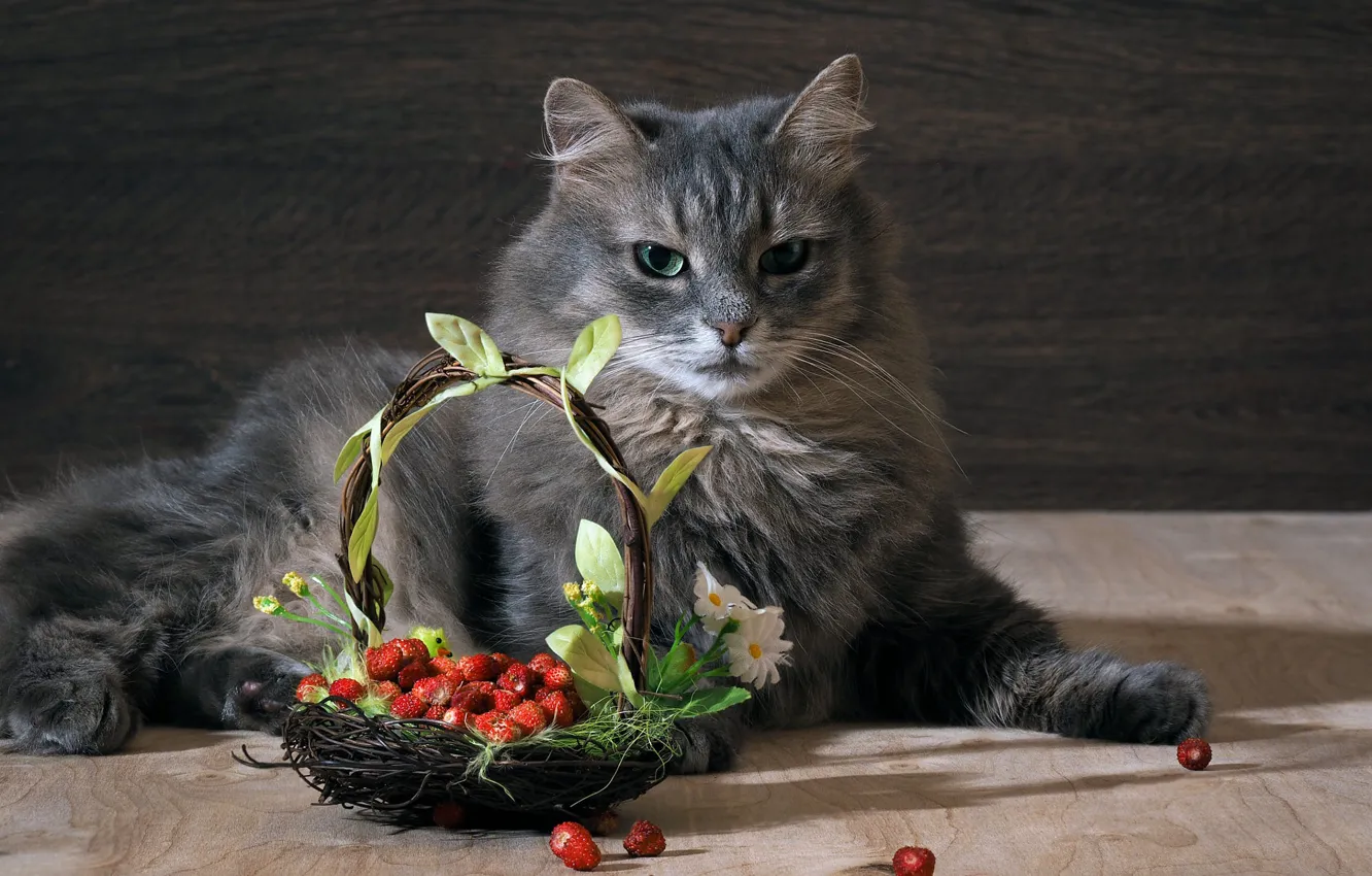 Photo wallpaper cat, cat, berries, grey, strawberries