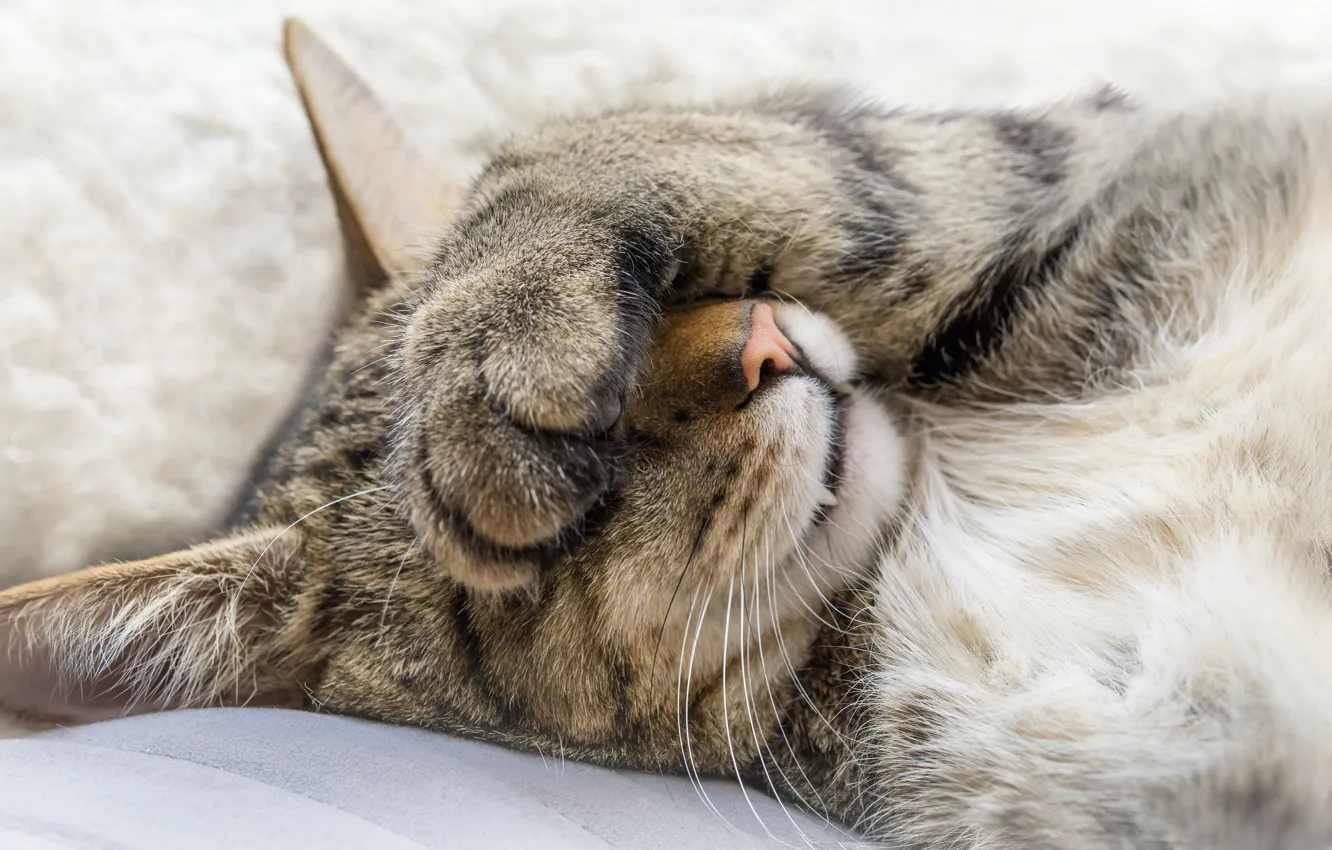 Photo wallpaper cat, cat, face, pose, grey, sofa, stay, fatigue