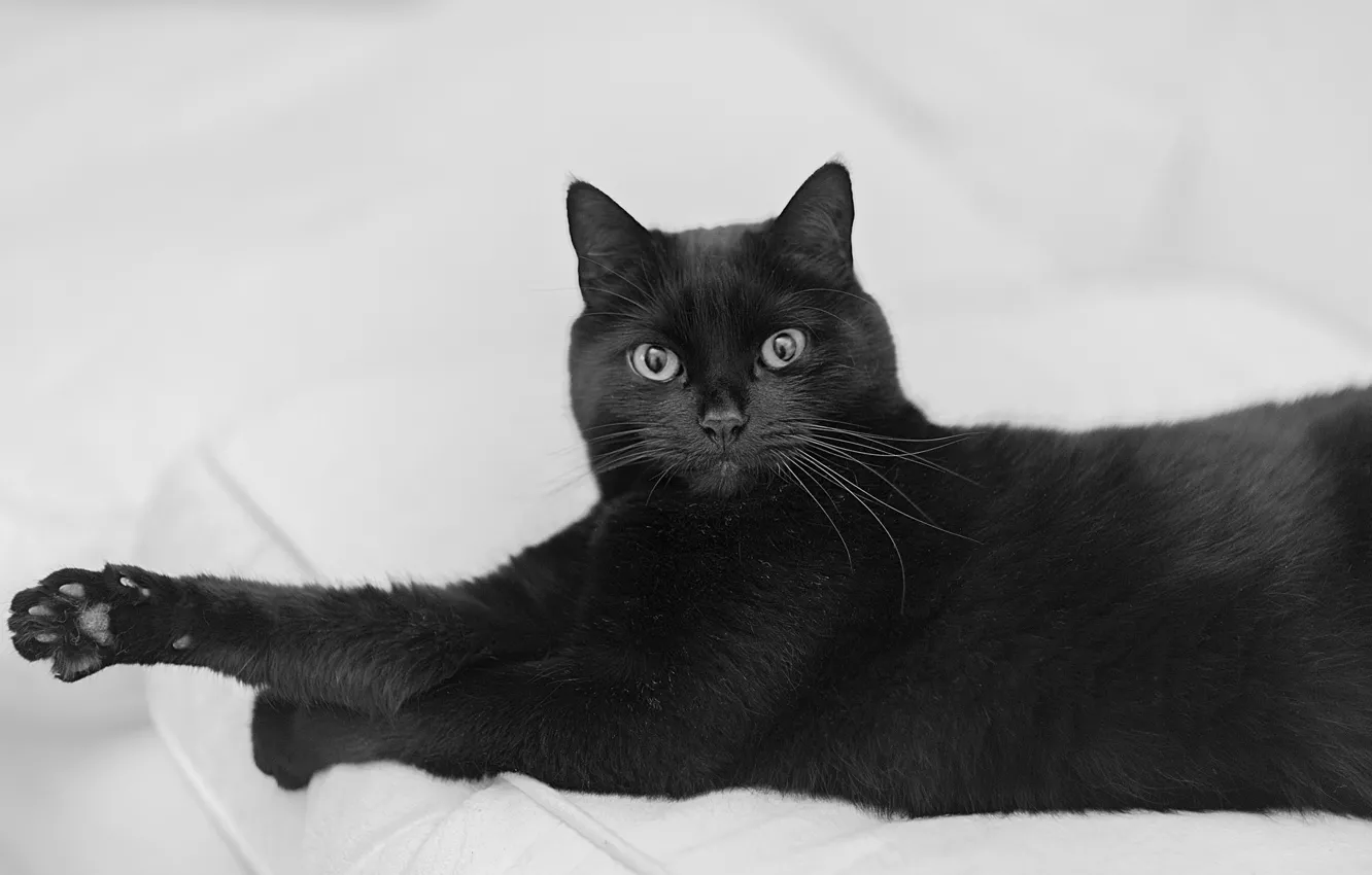 Photo wallpaper look, black, cat