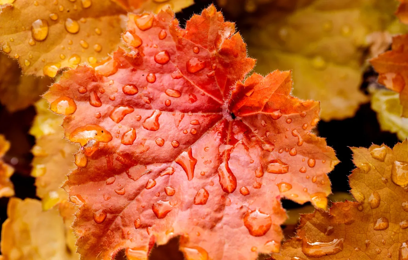 Photo wallpaper autumn, leaves, water, drops, nature, sheet, droplets, yellow