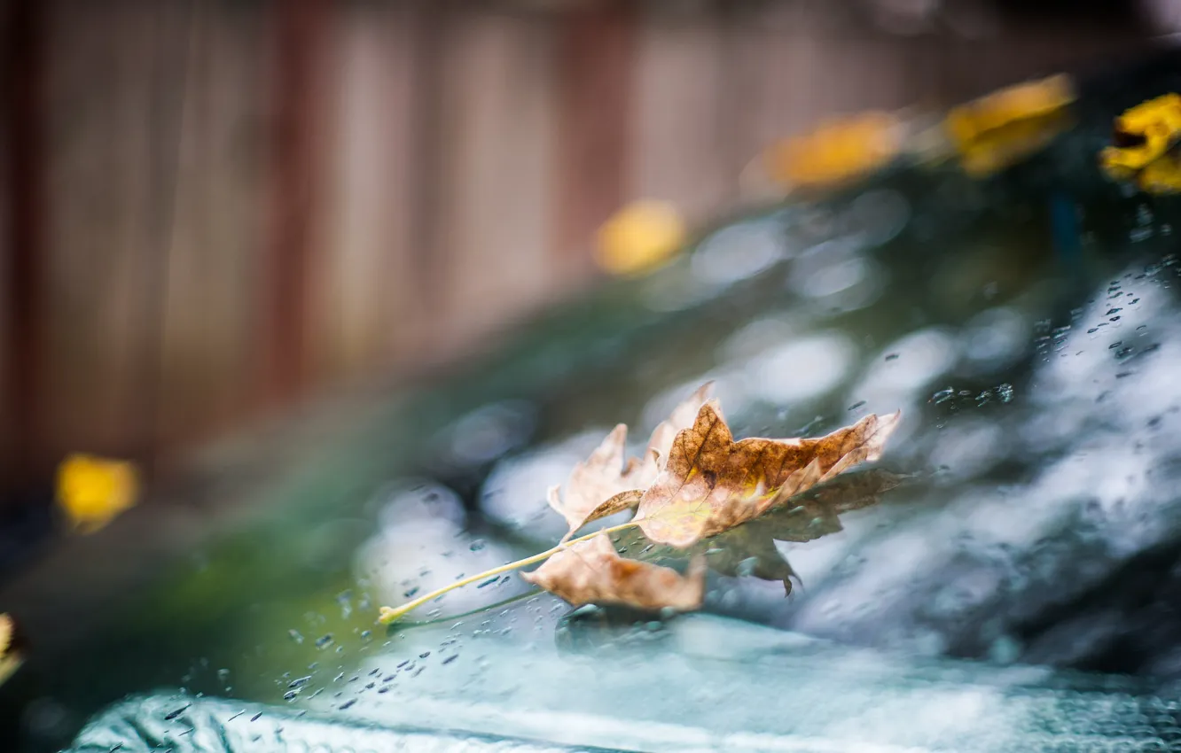 Photo wallpaper autumn, glass, drops, sheet, rain, bokeh