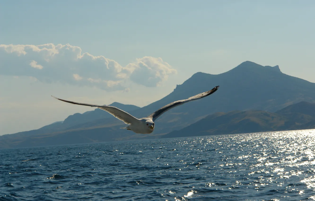 Photo wallpaper sea, mountains, seagulls