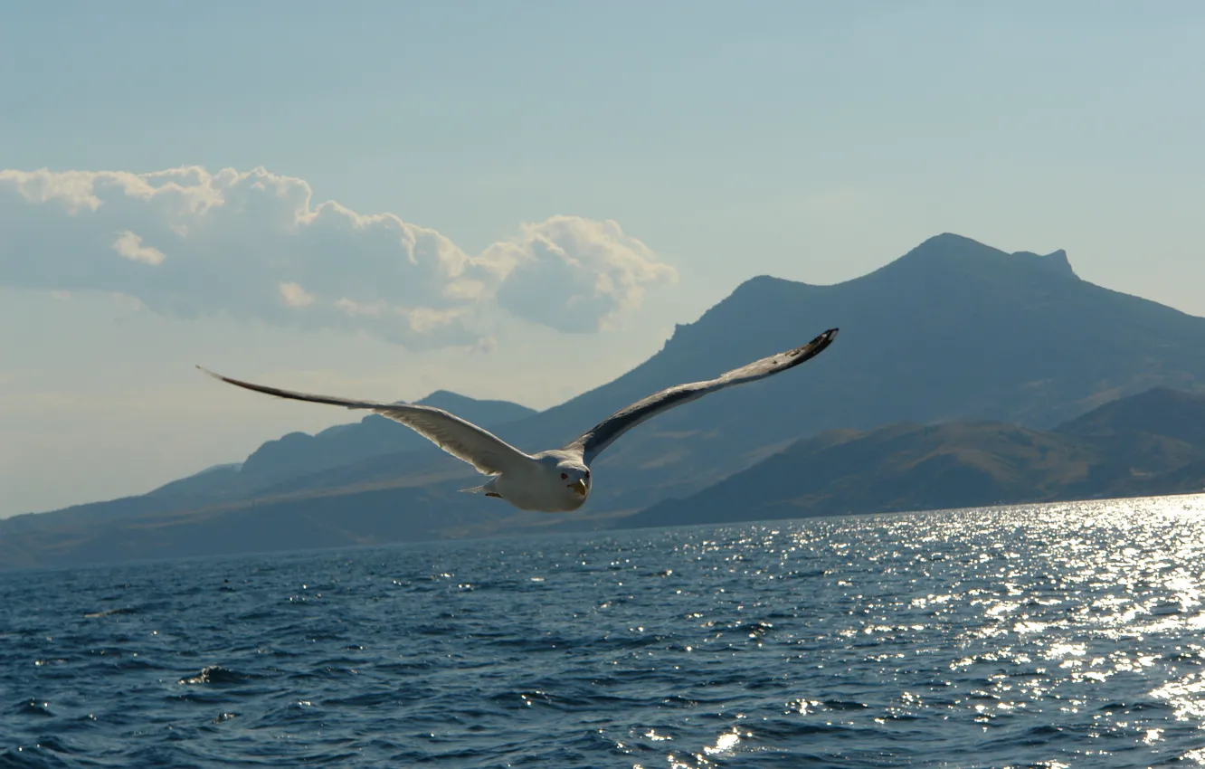 Photo wallpaper sea, mountains, Seagull