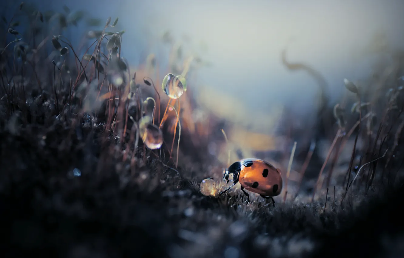 Photo wallpaper drops, Rosa, ladybug, insect, a blade of grass