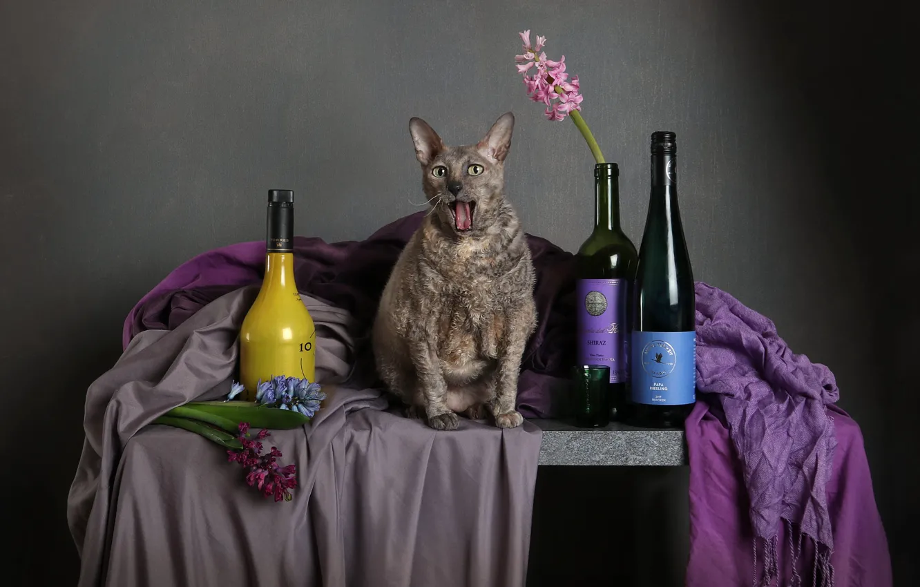Photo wallpaper language, cat, cat, look, flowers, pose, table, grey