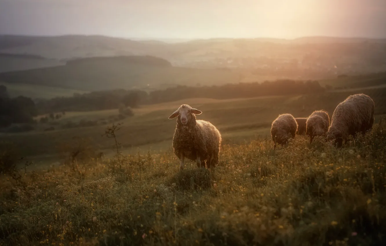Photo wallpaper field, nature, sheep