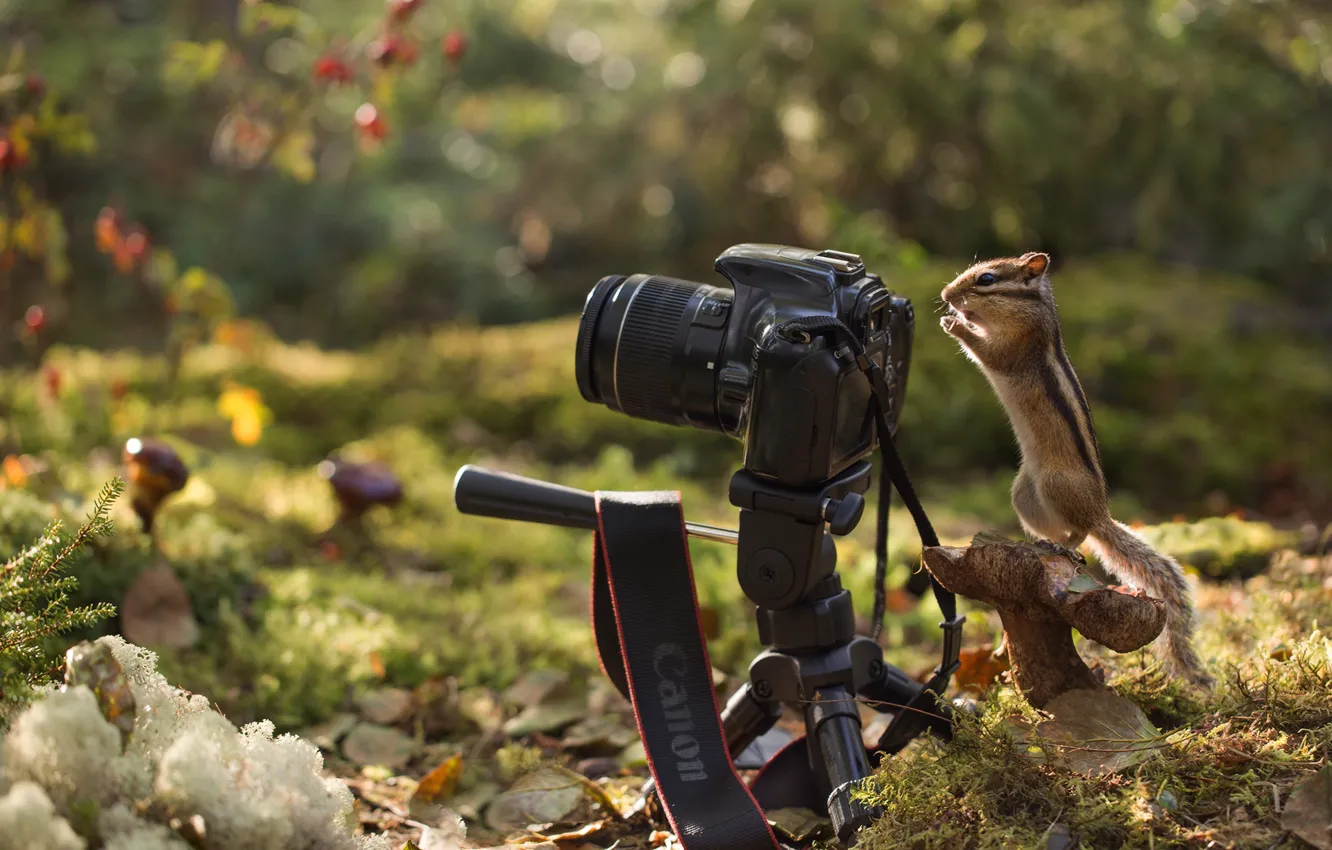 Photo wallpaper autumn, forest, nature, foliage, mushroom, the camera, Chipmunk, animal