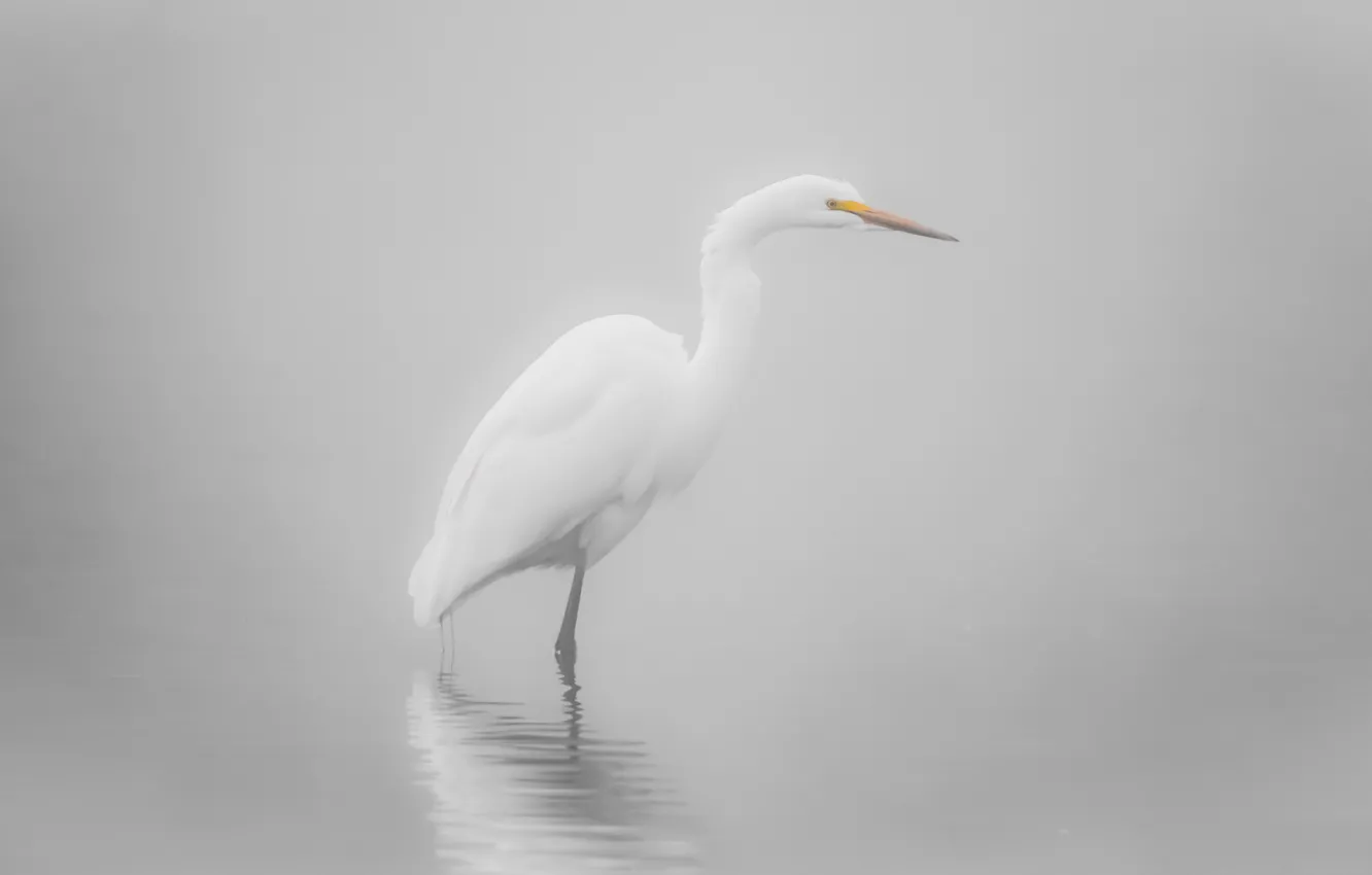 Wallpaper Fog, Bird, White, Light Background, Pond, Heron For Mobile 