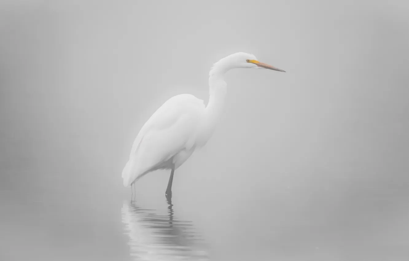 Photo wallpaper fog, bird, white, light background, pond, Heron