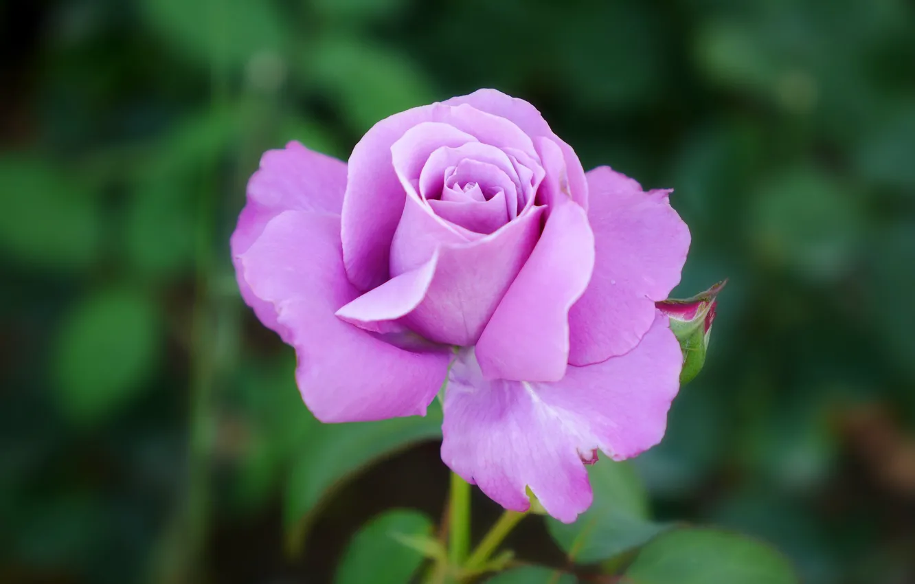 Photo wallpaper leaves, flowers, green, background, roses, buds, lilac