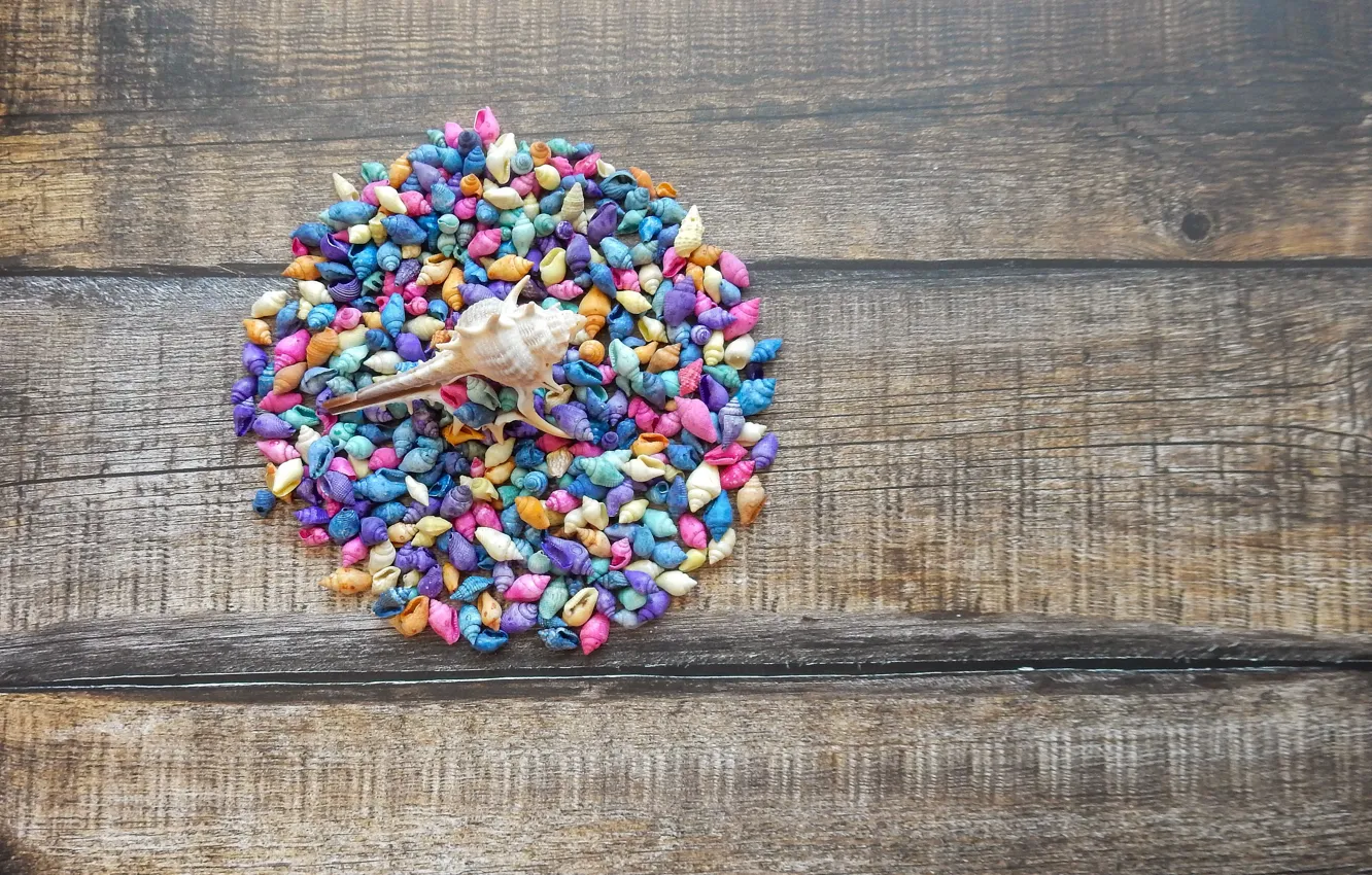 Photo wallpaper shell, widescreen, beautiful, background, фон background, the Wallpapers, spring, full screen