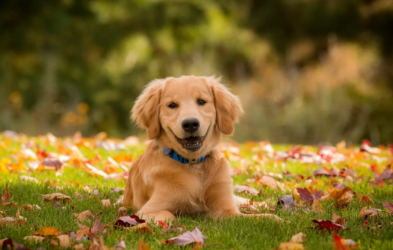 Photo wallpaper autumn, look, each, dog
