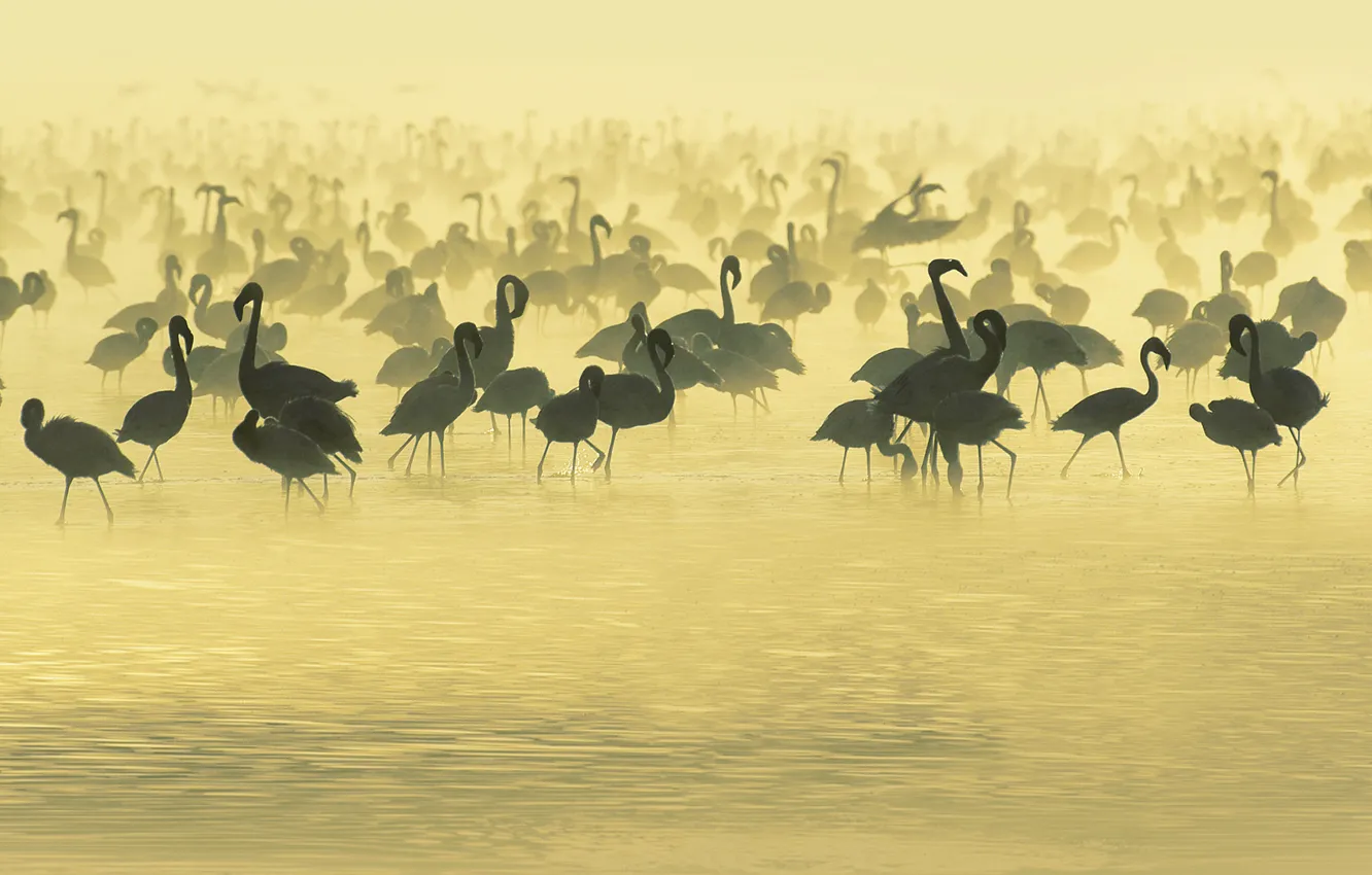 Photo wallpaper Water, The evening, Fog, Birds, Africa, Beige, River, Africa