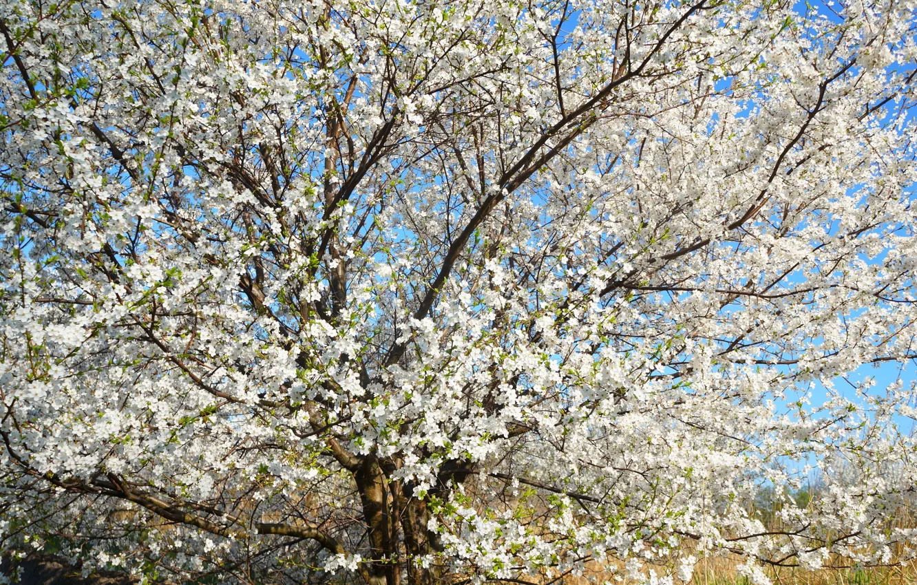 Photo wallpaper flower, tree, spring, bloom