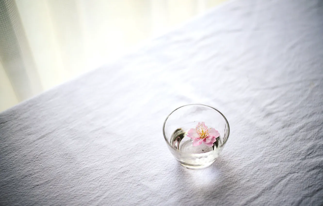 Photo wallpaper flower, glass, sill