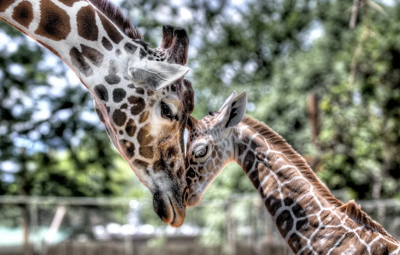 Photo wallpaper tenderness, baby, giraffe, cub, mom