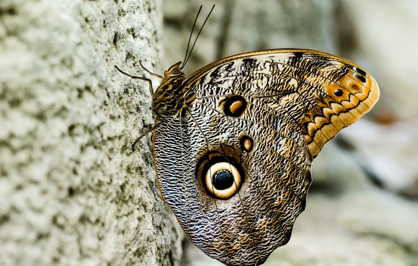 Photo wallpaper pattern, butterfly, wings, insect
