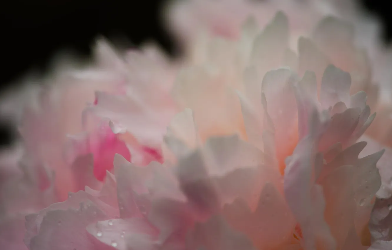 Photo wallpaper macro, flowers, peonies