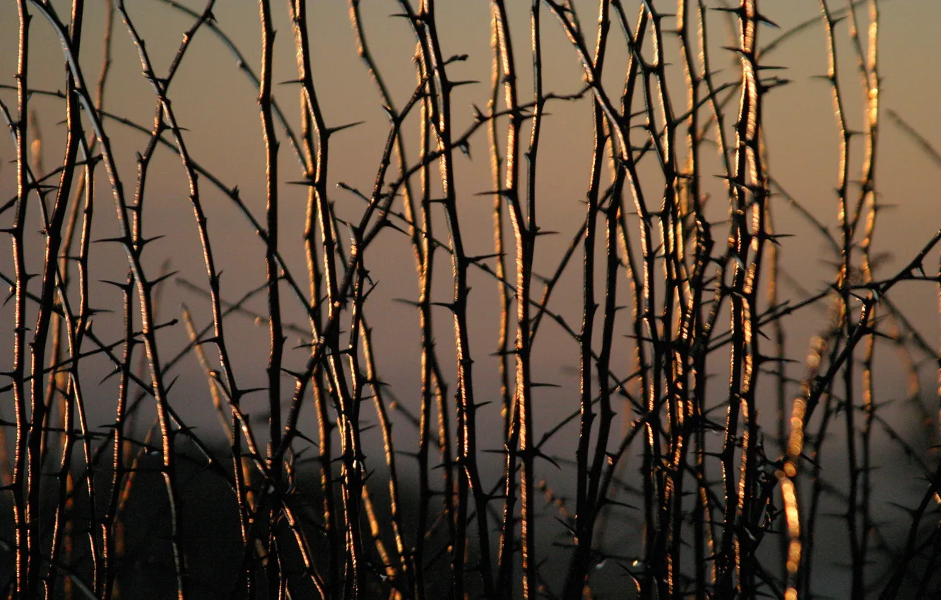 Photo wallpaper the sun, light, nature, plant, morning, barb, Golden Sunrise