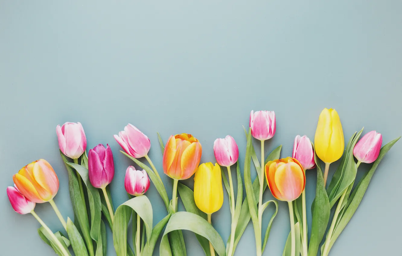 Photo wallpaper flowers, colorful, tulips, fresh, wood, flowers, beautiful, tulips