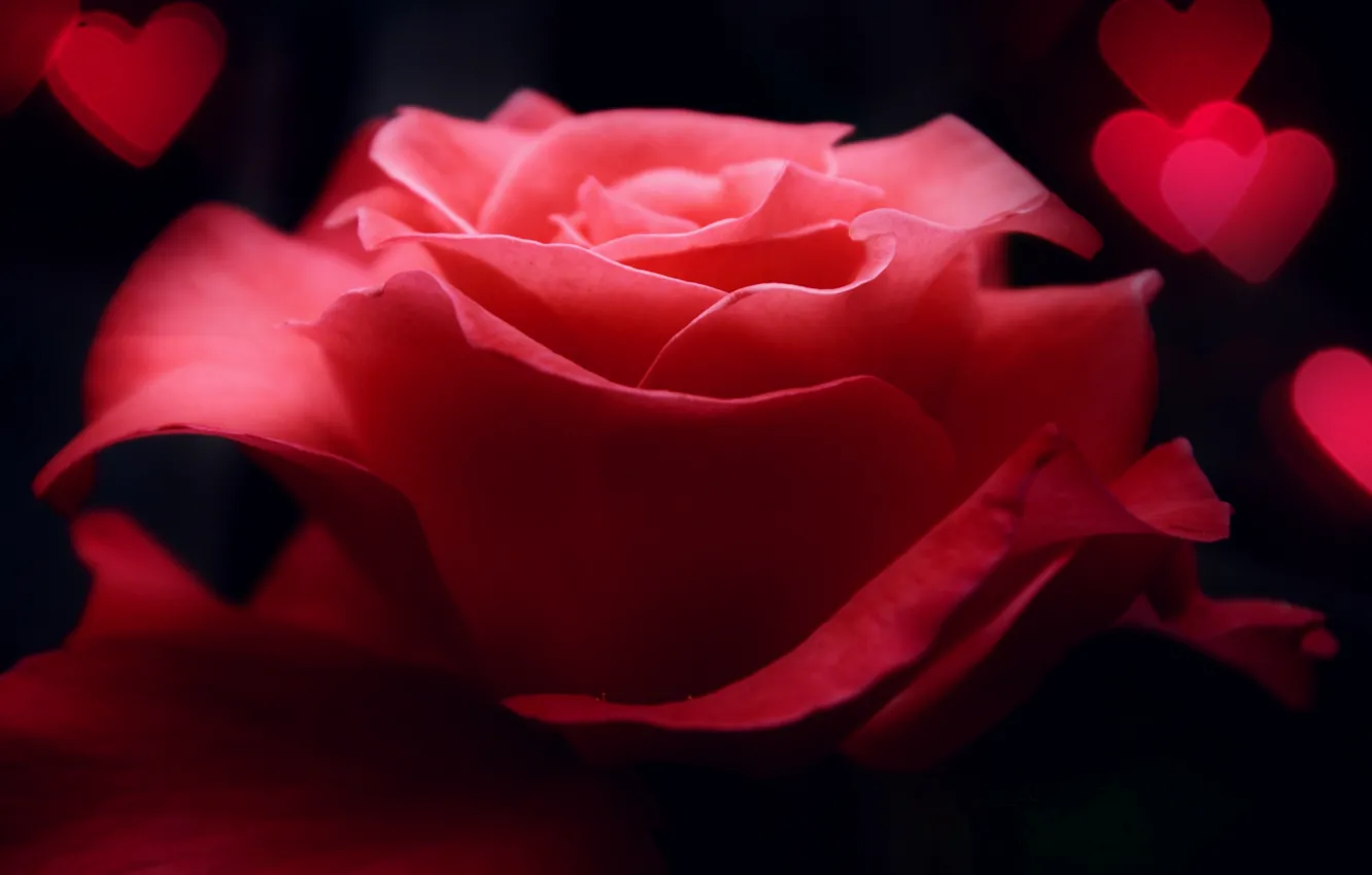 Photo wallpaper flower, macro, pink, rose, hearts