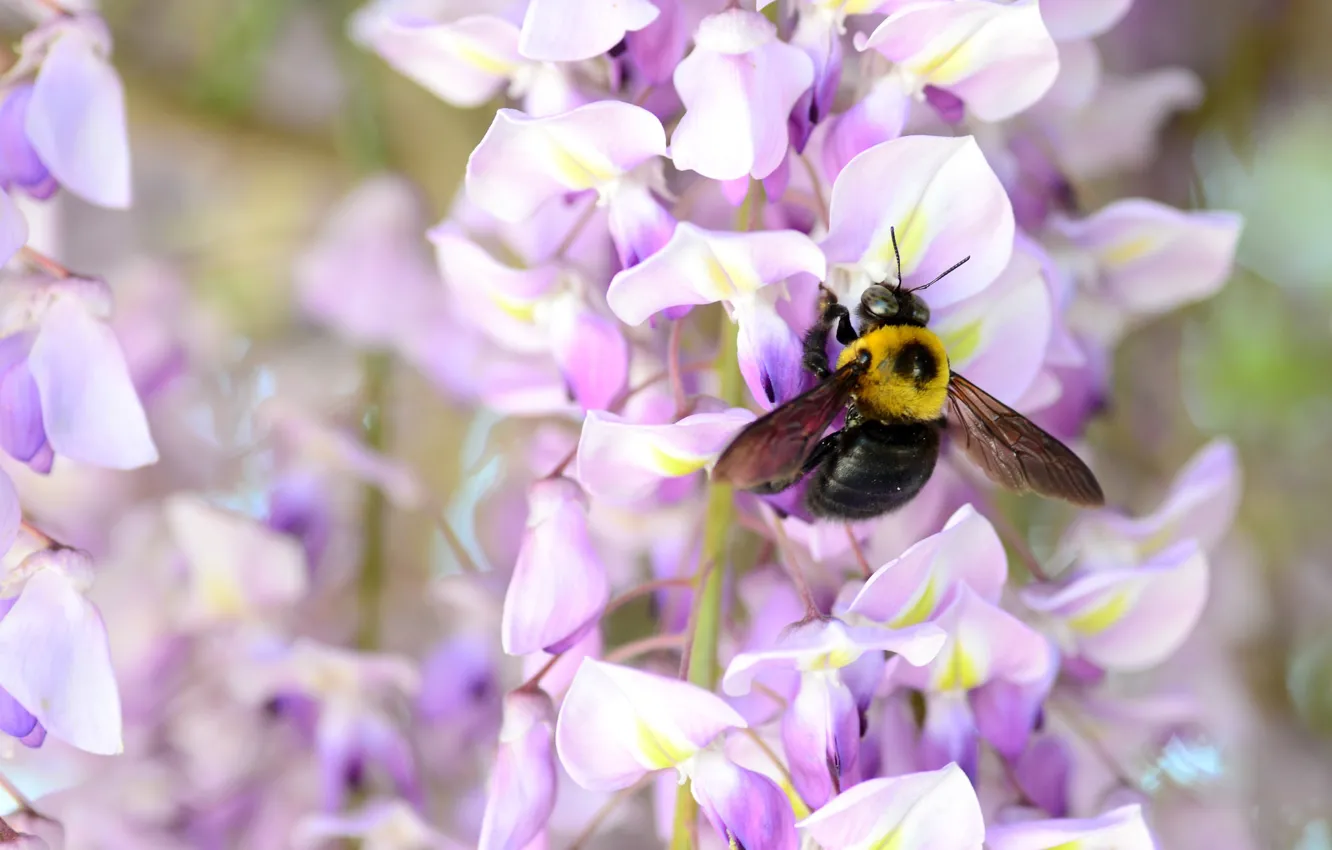 Photo wallpaper macro, bumblebee, Wisteria