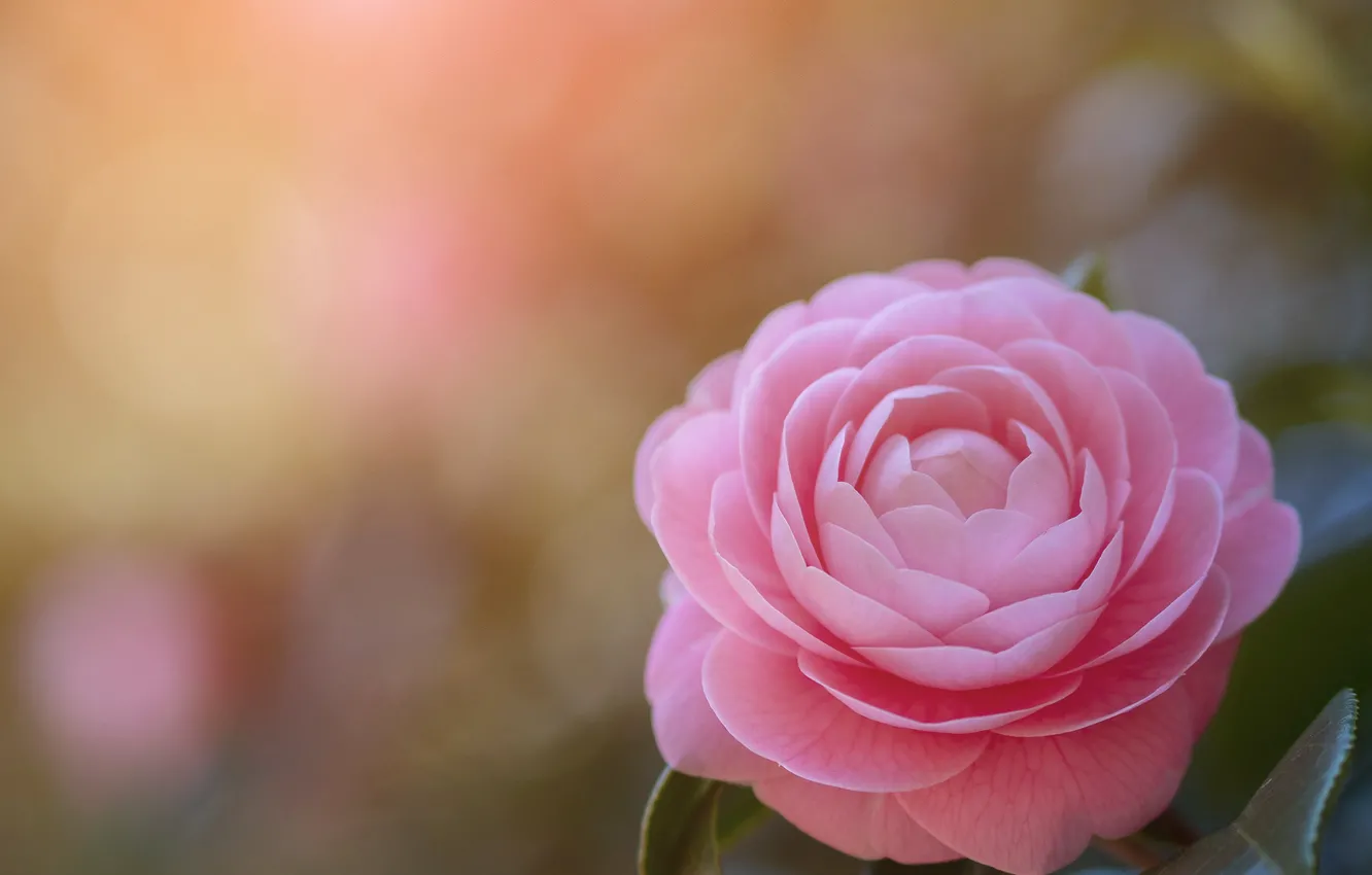 Photo wallpaper background, pink, Camellia