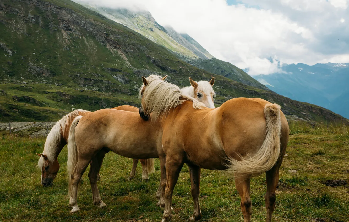 Photo wallpaper mountains, pose, horse, horse, trio