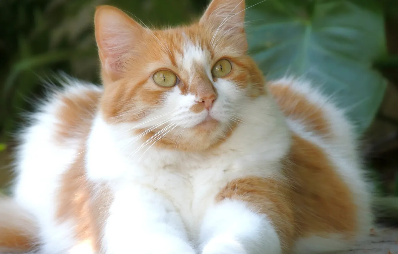 Photo wallpaper cat, beauty, cat