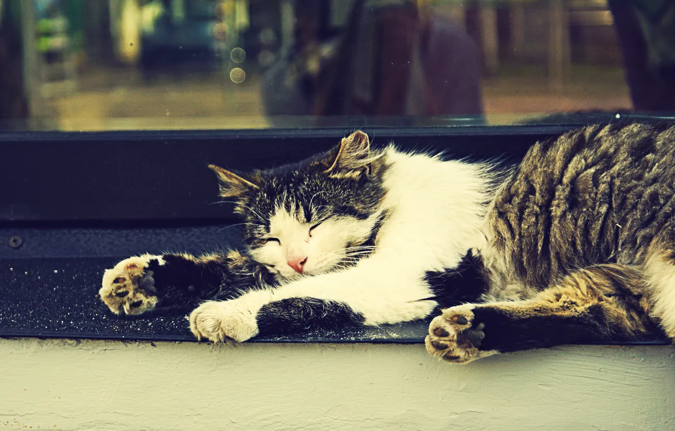 Photo wallpaper cat, sleep, window