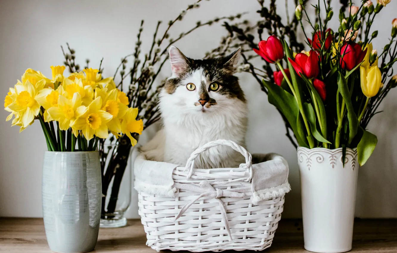 Photo wallpaper cat, cat, look, flowers, branches, pose, spring, yellow