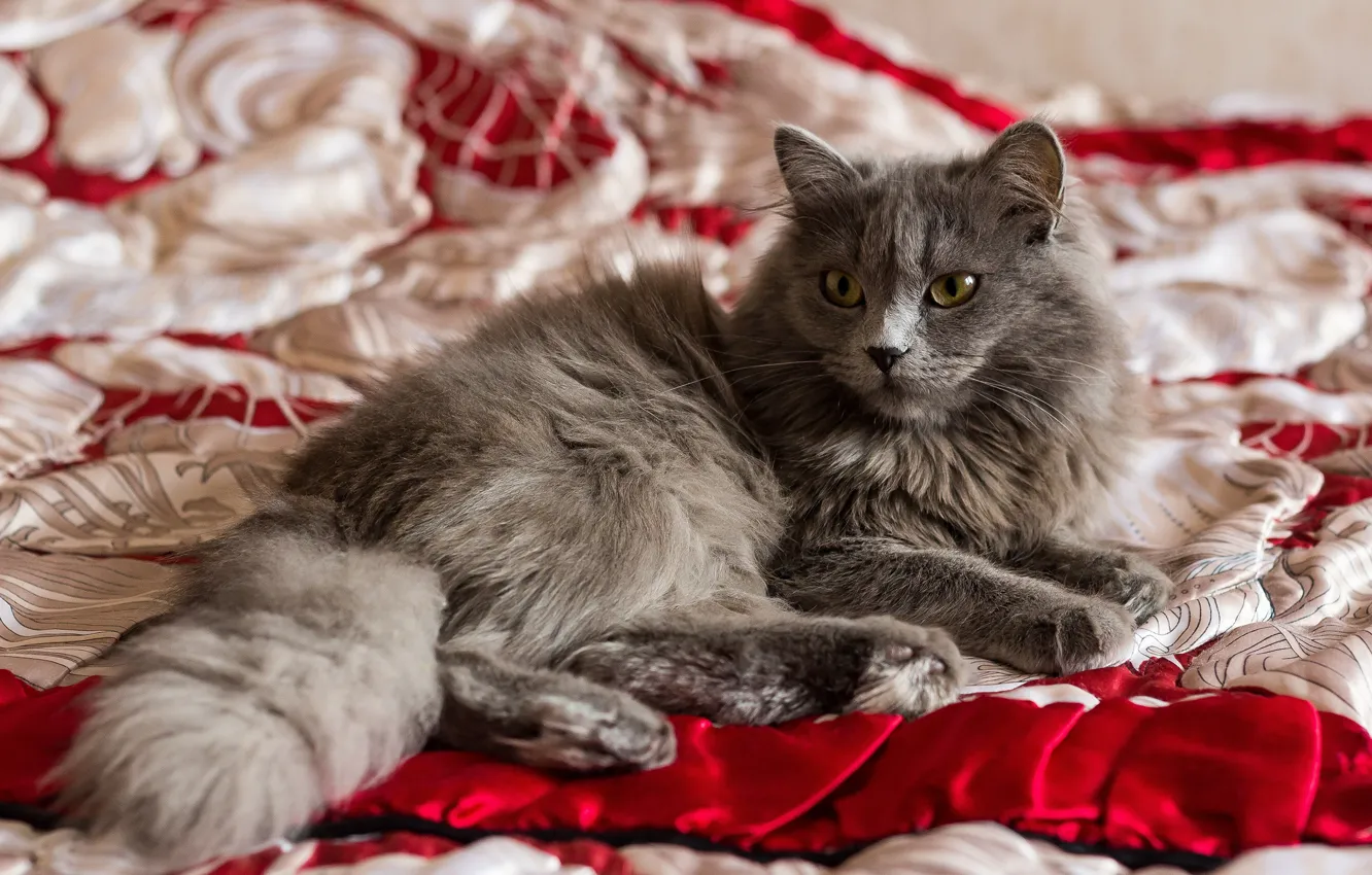 Photo wallpaper cat, white, cat, look, red, pose, comfort, grey