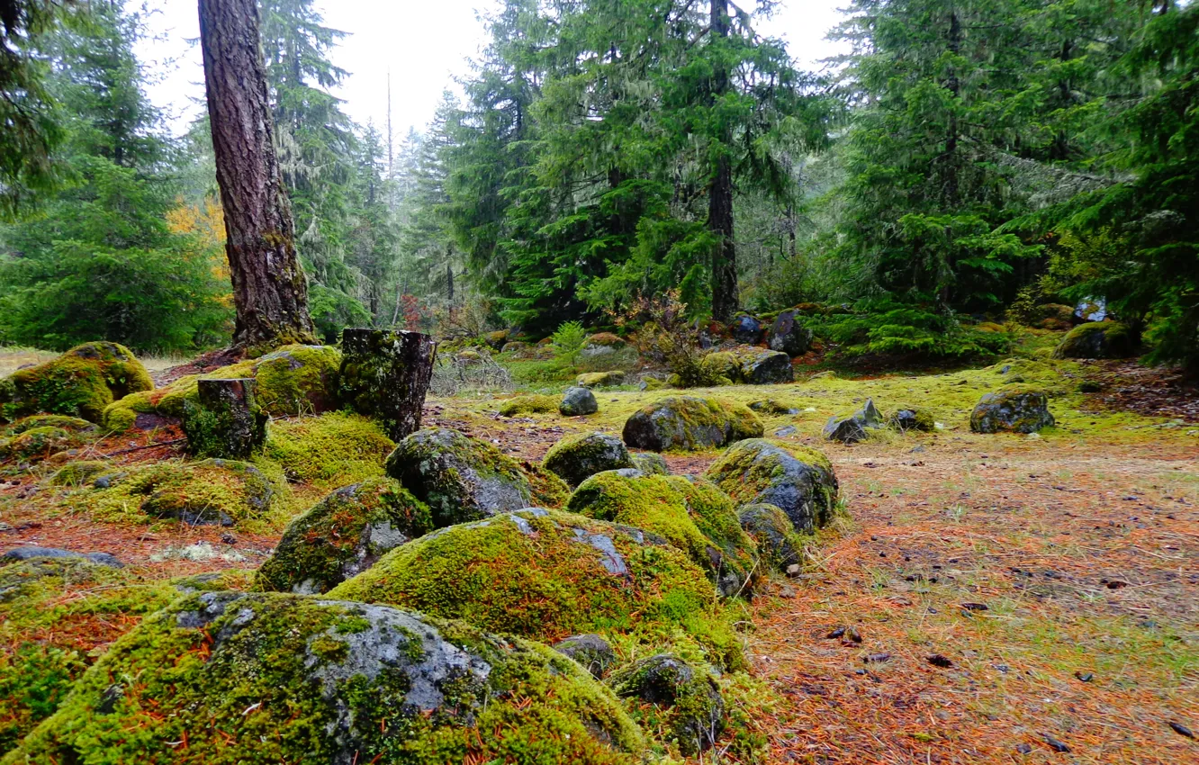 Photo wallpaper forest, stones, glade, moss