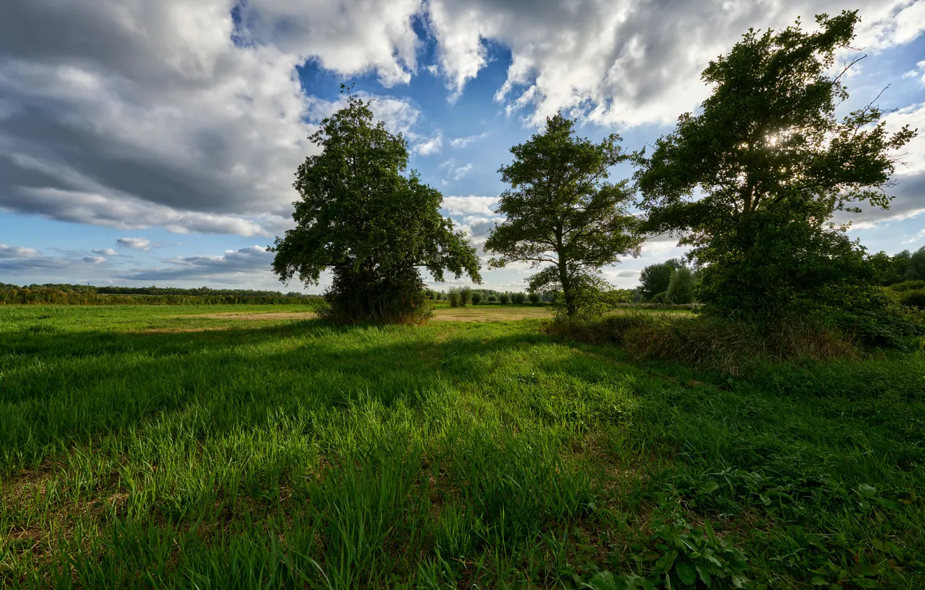 Photo wallpaper summer, clouds, trees, meadow