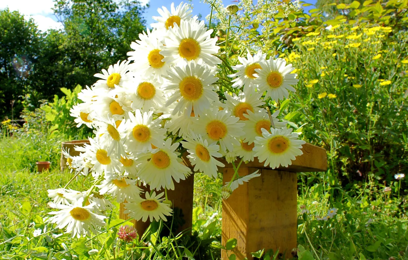 Photo wallpaper summer, chamomile, bouquet, meadow